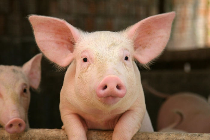 人類以外最聰明10大動物，烏鴉也能榜上有名--置頂表情